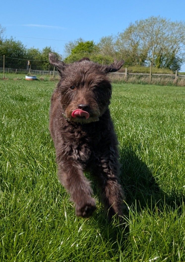 Lucy and a happy dog from Walks for Paws